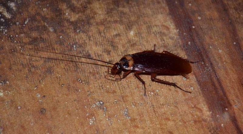 Cockroach Extermination