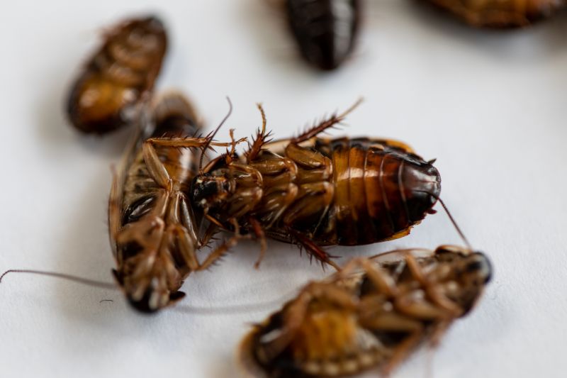Cockroach Extermination