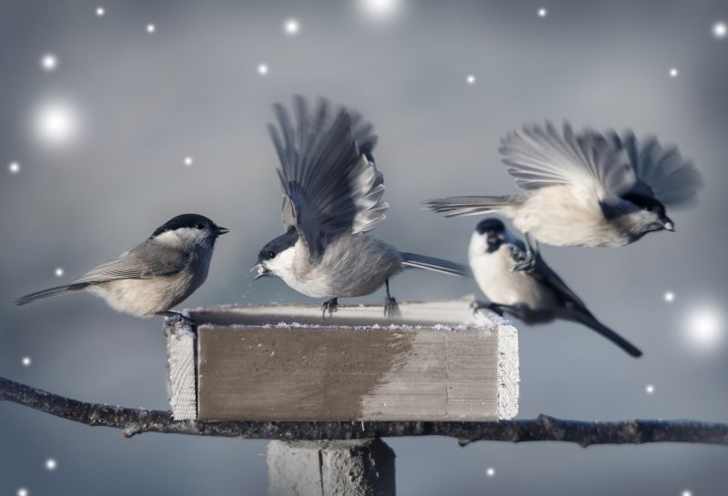 Geese Control Service