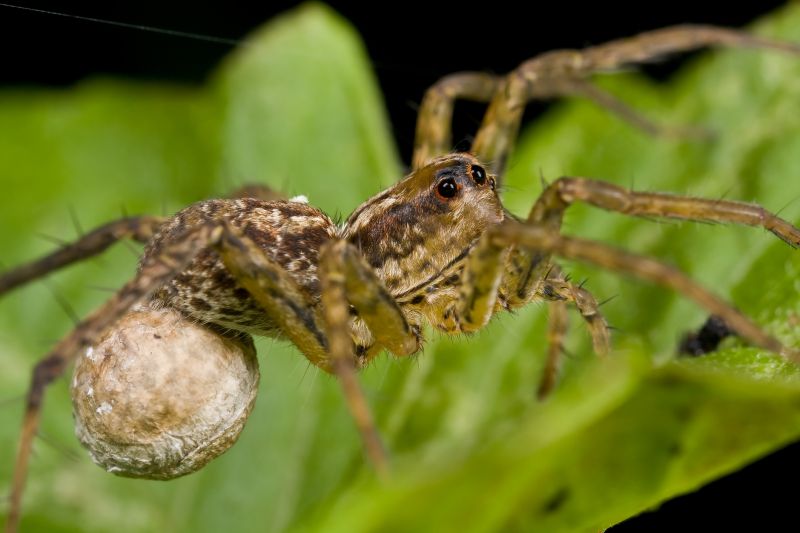Huntsman Spider Extermination
