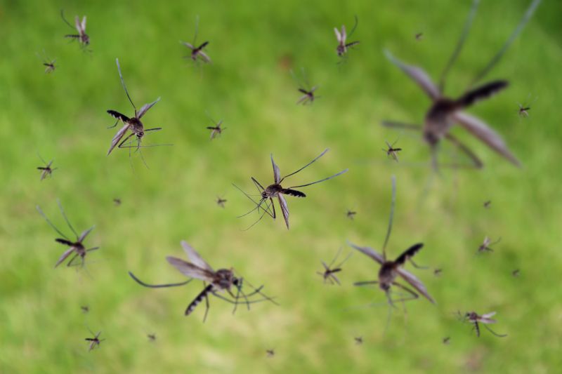 Mosquito Control Service