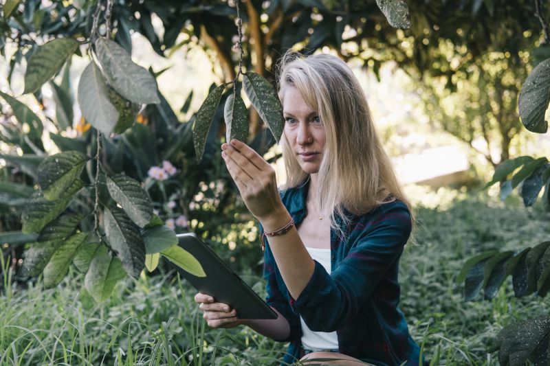 Pest Inspection Service