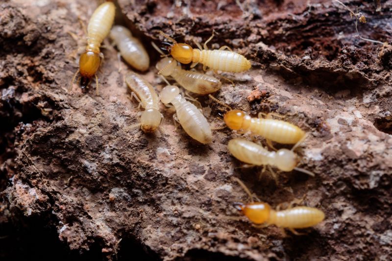Winged Termite Extermination