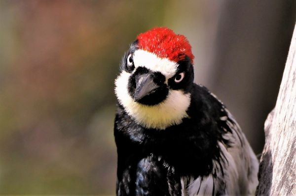 Woodpecker Control Service