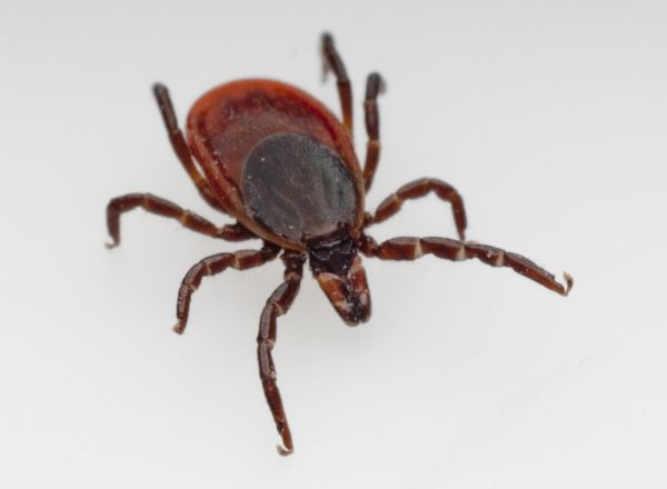 Tick Management